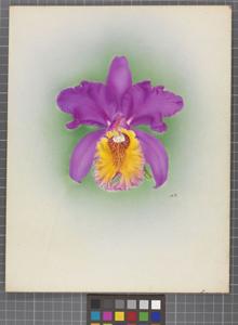 Cattleya Thora