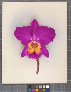 Cattleya Thora