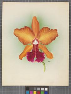 Cattleya Venus (1908)