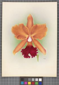 Cattleya Venus (1908)