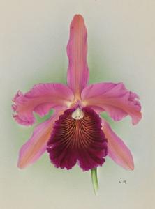 Cattleya Weedonaurea