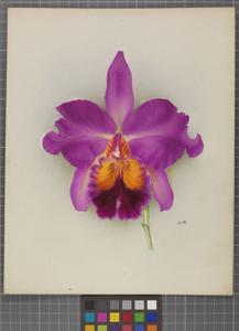 Cattleya Wembley