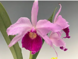 Cattleya Aphrodite