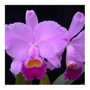 Cattleya Areca