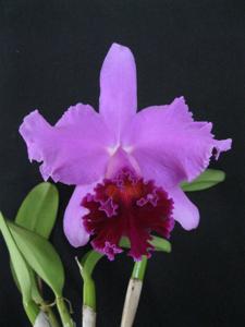 Cattleya Areca