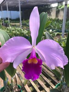 Cattleya Bella