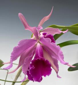 Cattleya Bletchleyensis