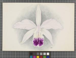 Cattleya D. S. Brown (1895)