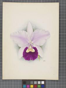 Cattleya Epicasta