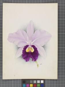 Cattleya Epicasta