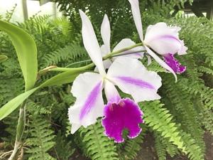 Cattleya Excelsior