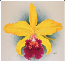 Cattleya Goldfinch