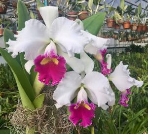 Cattleya Jane Dane