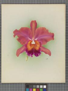 Cattleya Linda