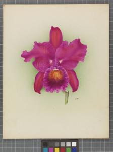 Cattleya Linda