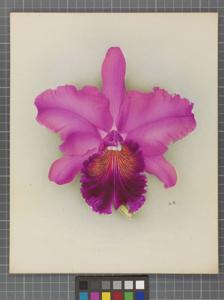 Cattleya Linda