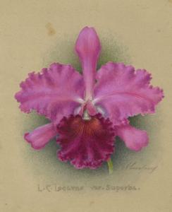 Cattleya Locarno