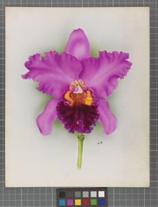 Cattleya Locarno