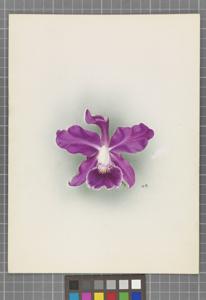 Cattleya Lucida