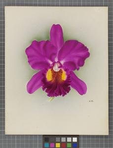 Cattleya Monarch (1922)