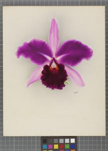 Cattleya Mrs. Chamberlain Chanler