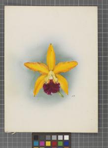 Cattleya Prince of Orange