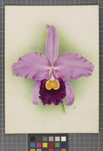 Cattleya Rubens