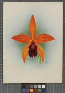 Cattleya Smilax