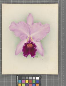 Cattleya Soulange (1915)