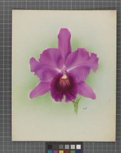 Cattleya Soulange (1915)