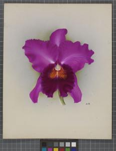 Cattleya Trivanhoe