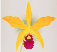 Cattleya Warnhamensis (1898)