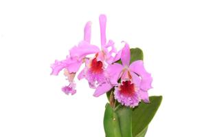 Cattleya Wellesleyi