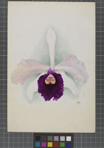 Cattleya Wellsiana (1894)