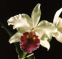 <i>Cattleya</i> White Opal