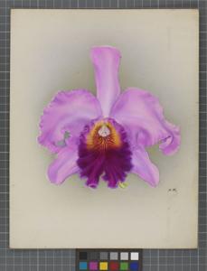 Cattleya Winter Belle