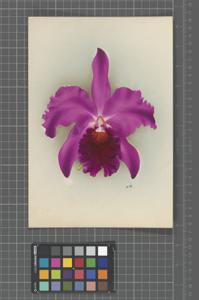 Cattleya His Majesty