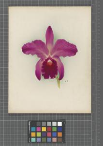 Cattleya Joseph Charlesworth