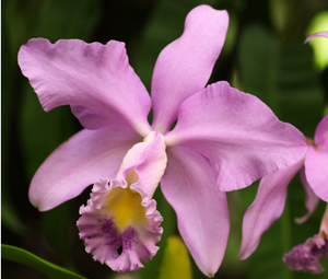 Cattleya Angelina