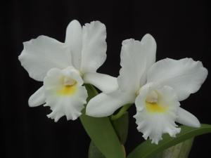 Cattleya Arctic Snow