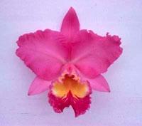 Cattleya Astral Beauty