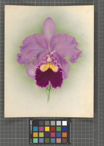 Cattleya Clotho