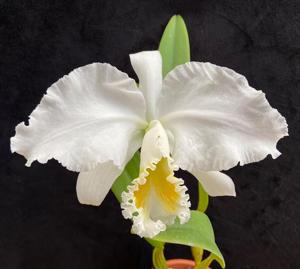 Cattleya Eucharis