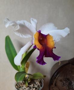 Cattleya Kienastiana