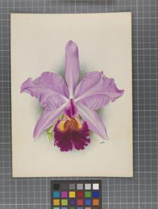 Cattleya Kienastiana