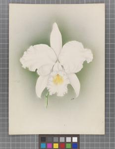 Cattleya Lady Veitch