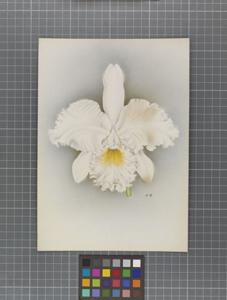 Cattleya Linda