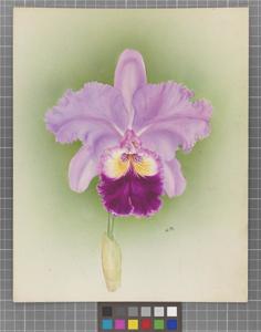 Cattleya Monarch