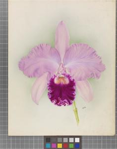 Cattleya Monarch