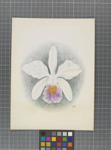 Cattleya Parthenia